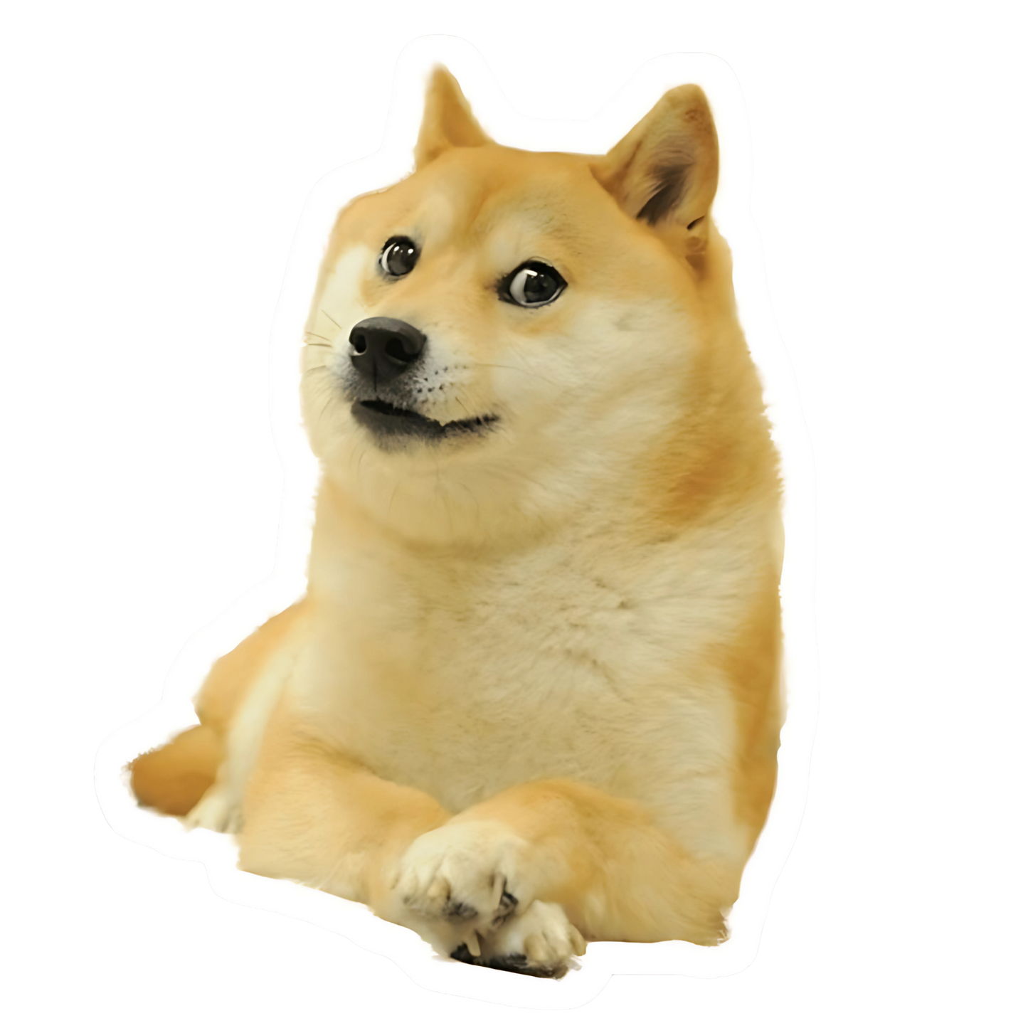 Doge - Redline Graphics UK